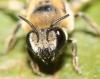 Colletes similis